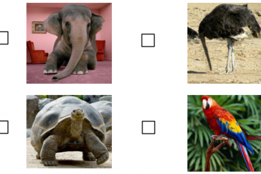 Shipping’s carbon emissions: elephant, ostrich, parrot or tortoise?